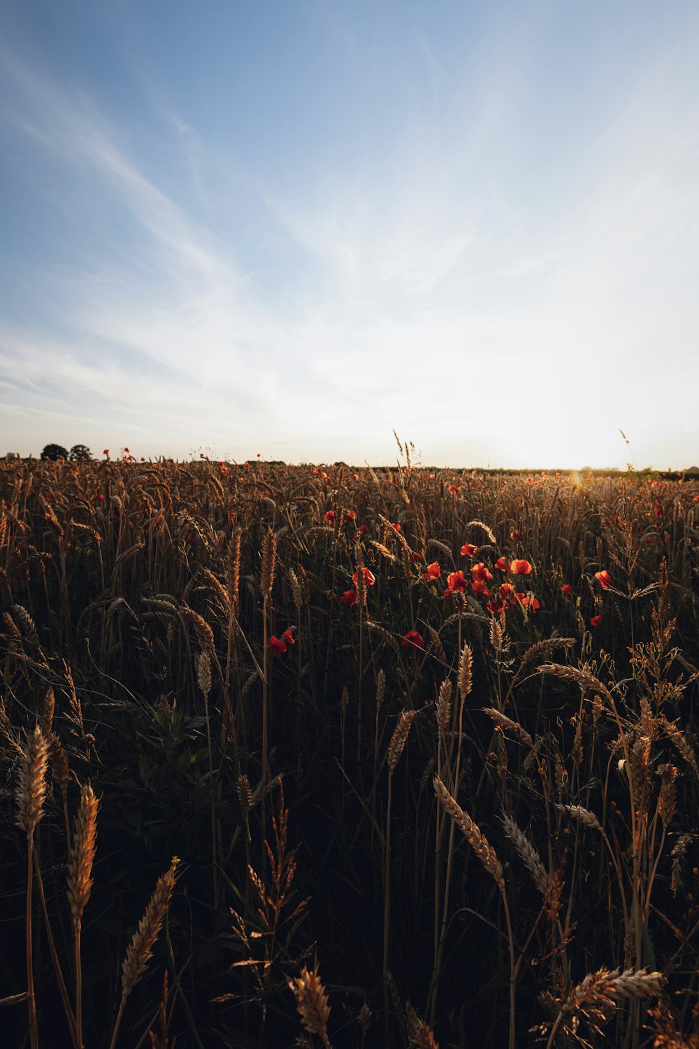 a field of flowers