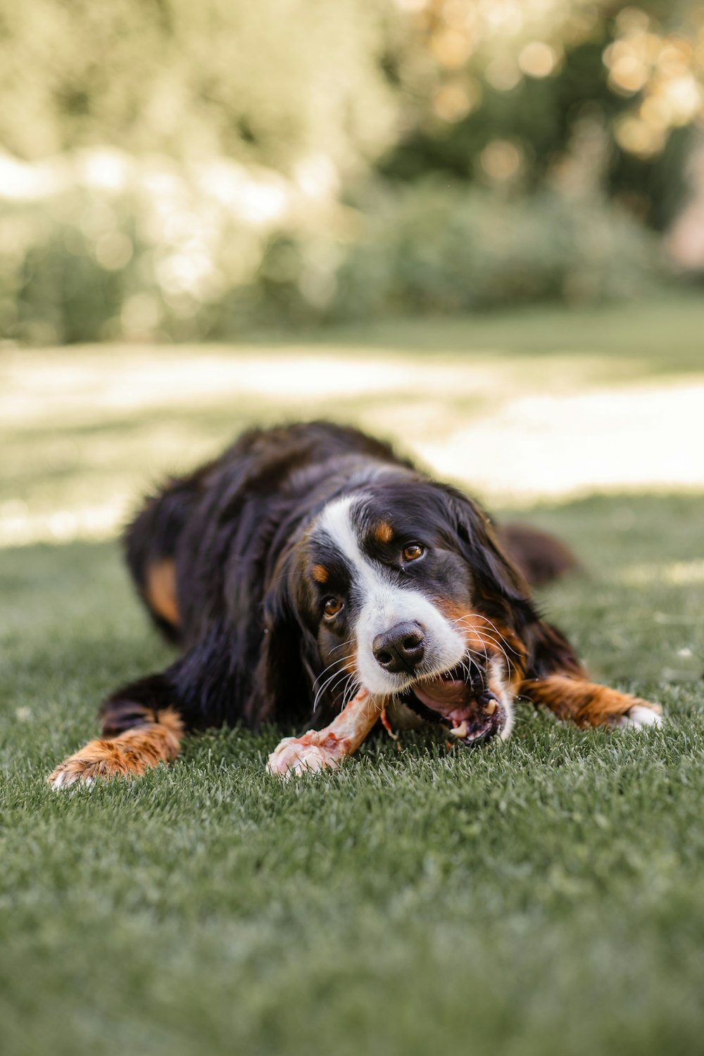 a dog lying on grass