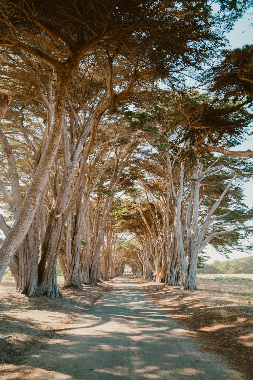 a path with trees on either side