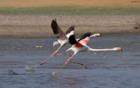 Flamingoes taking flight over a serene wetland under a pastel sky.
