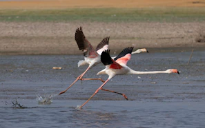 Flamingoes taking flight over a serene wetland under a pastel sky.