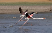 Flamingos with pink and black feathers are captured mid-flight over a shallow water body, their long legs touching the surface as they take off. The background features earthy tones of sand and grass.