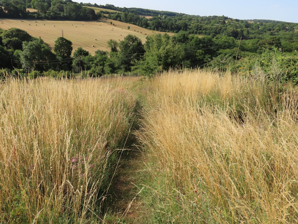 a field of tall grass