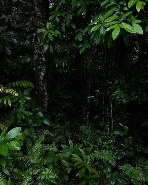 New Guinea Rainforest: The Third Largest Tropical Forest