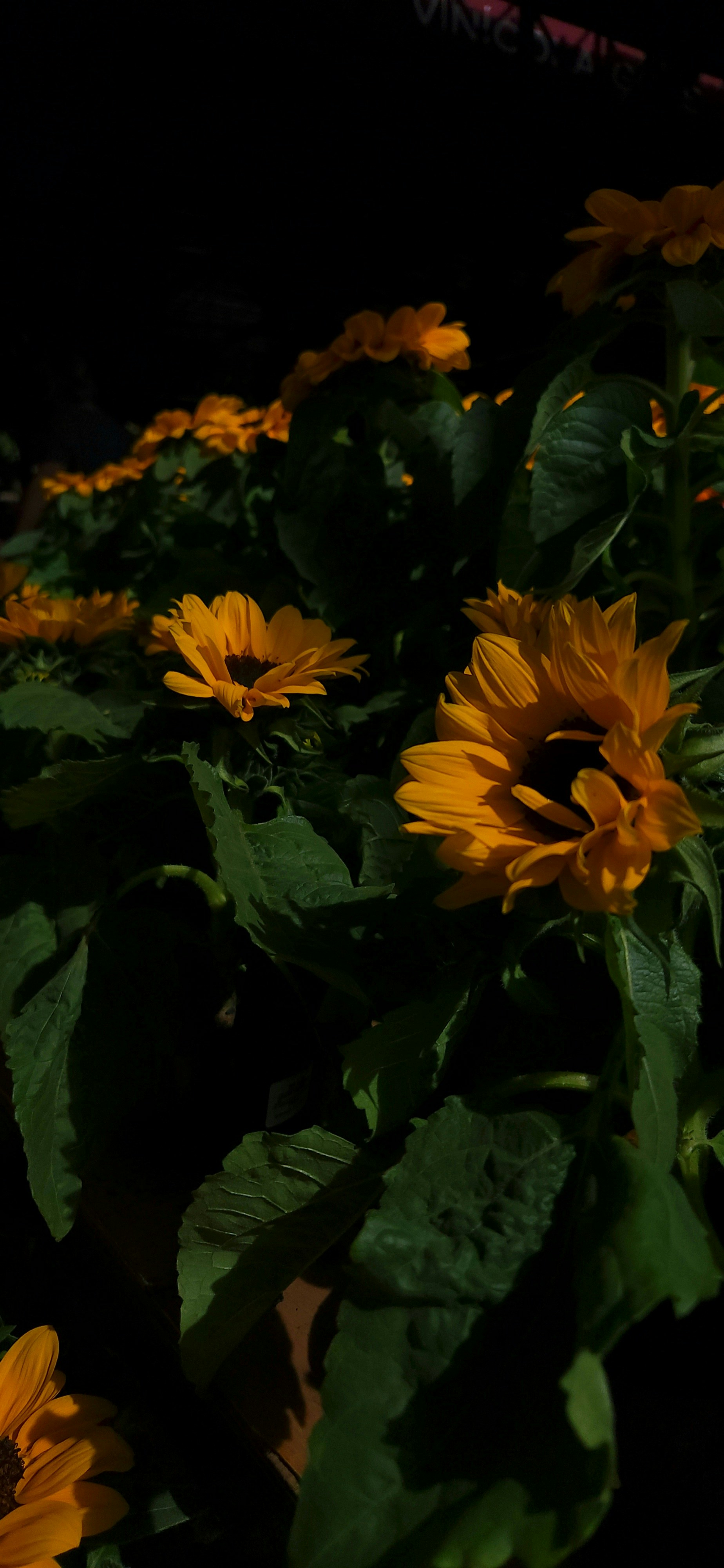 a group of yellow flowers