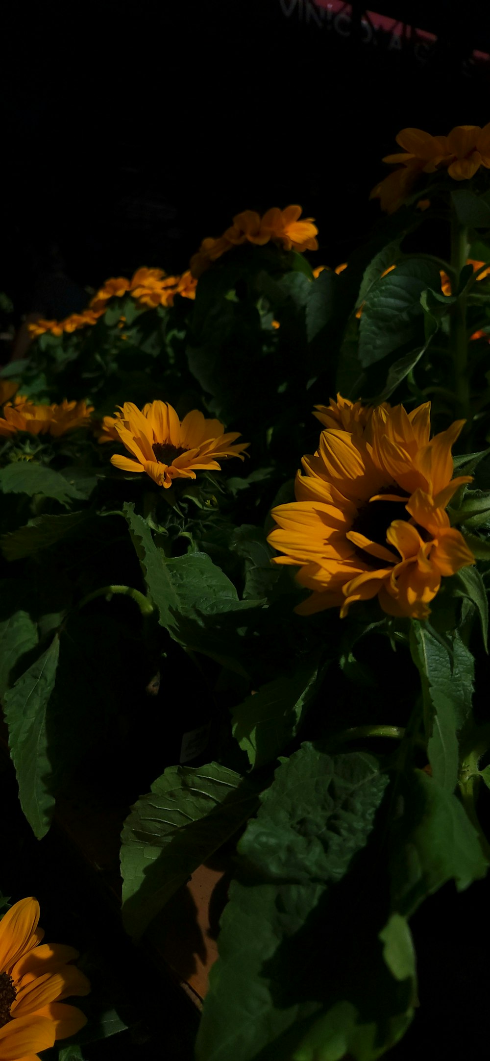um grupo de flores amarelas