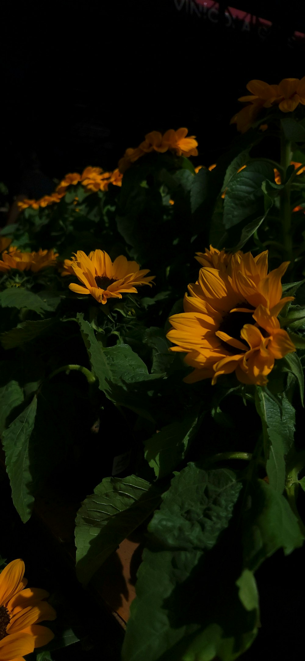 a group of yellow flowers