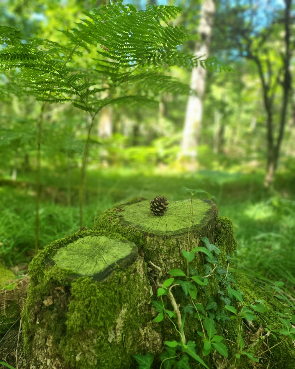 a mossy rock in a forest