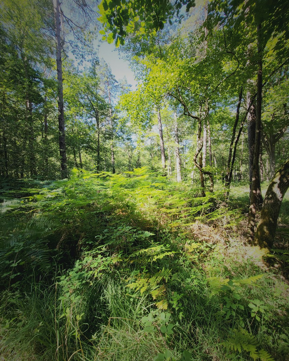 a forest with trees