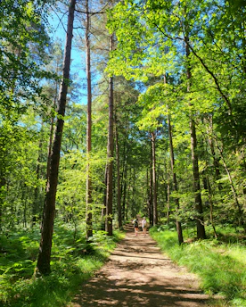 conciergerie paimpont