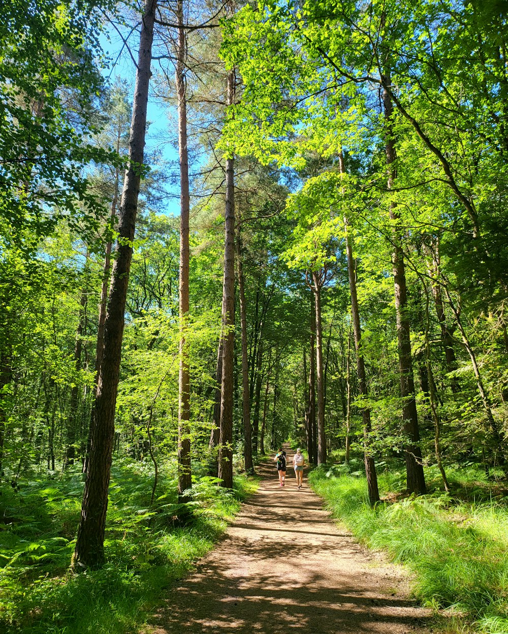 Una coppia di persone che camminano su un sentiero sterrato attraverso una foresta