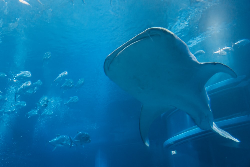 a shark swimming underwater