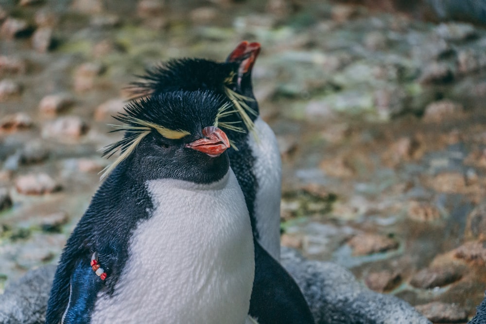 a penguin with its mouth open