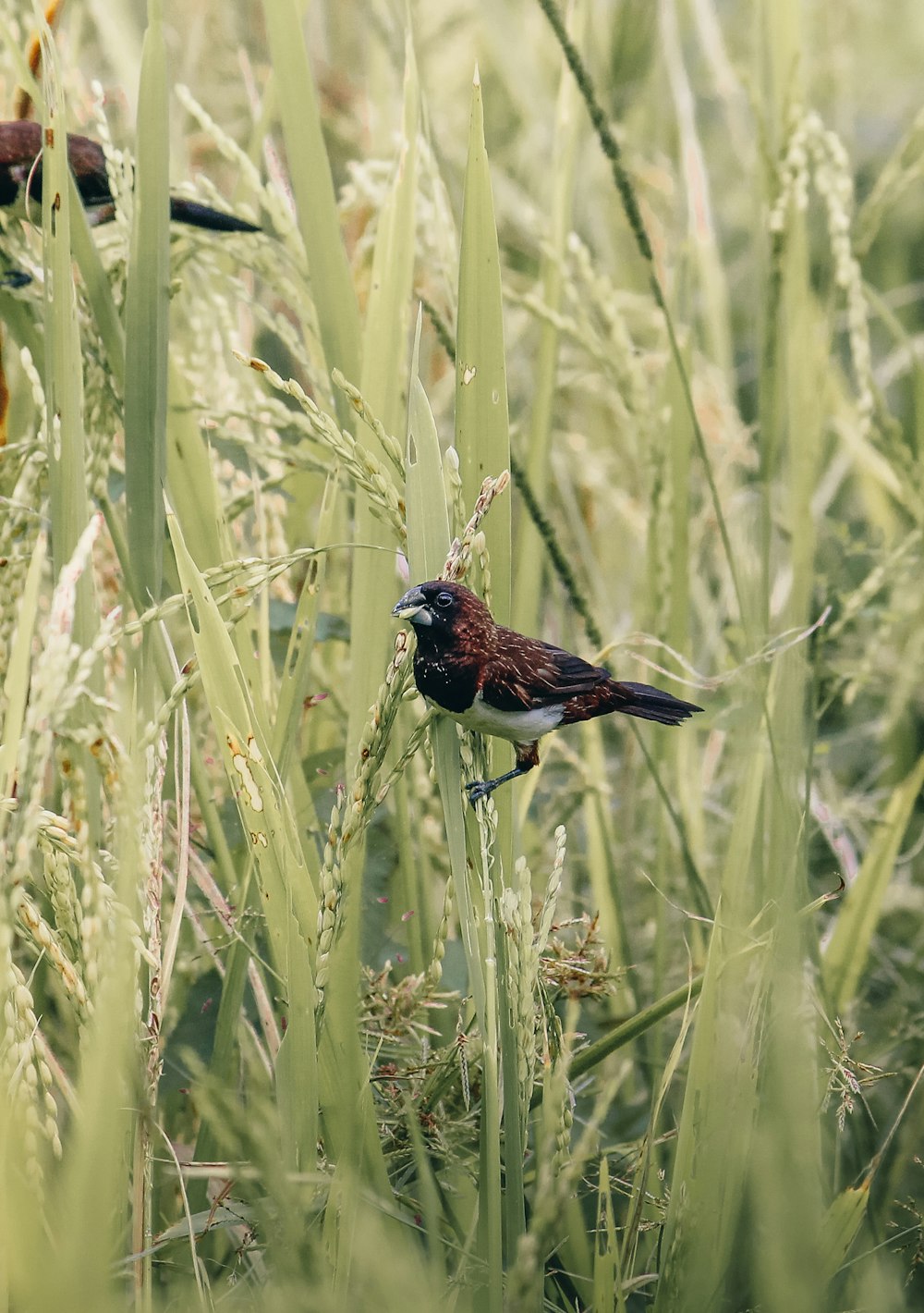 a bird standing on a plant