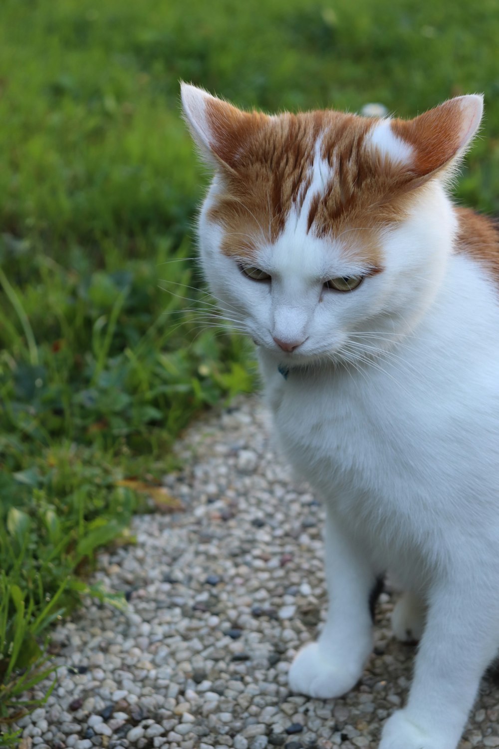 a cat walking on a path