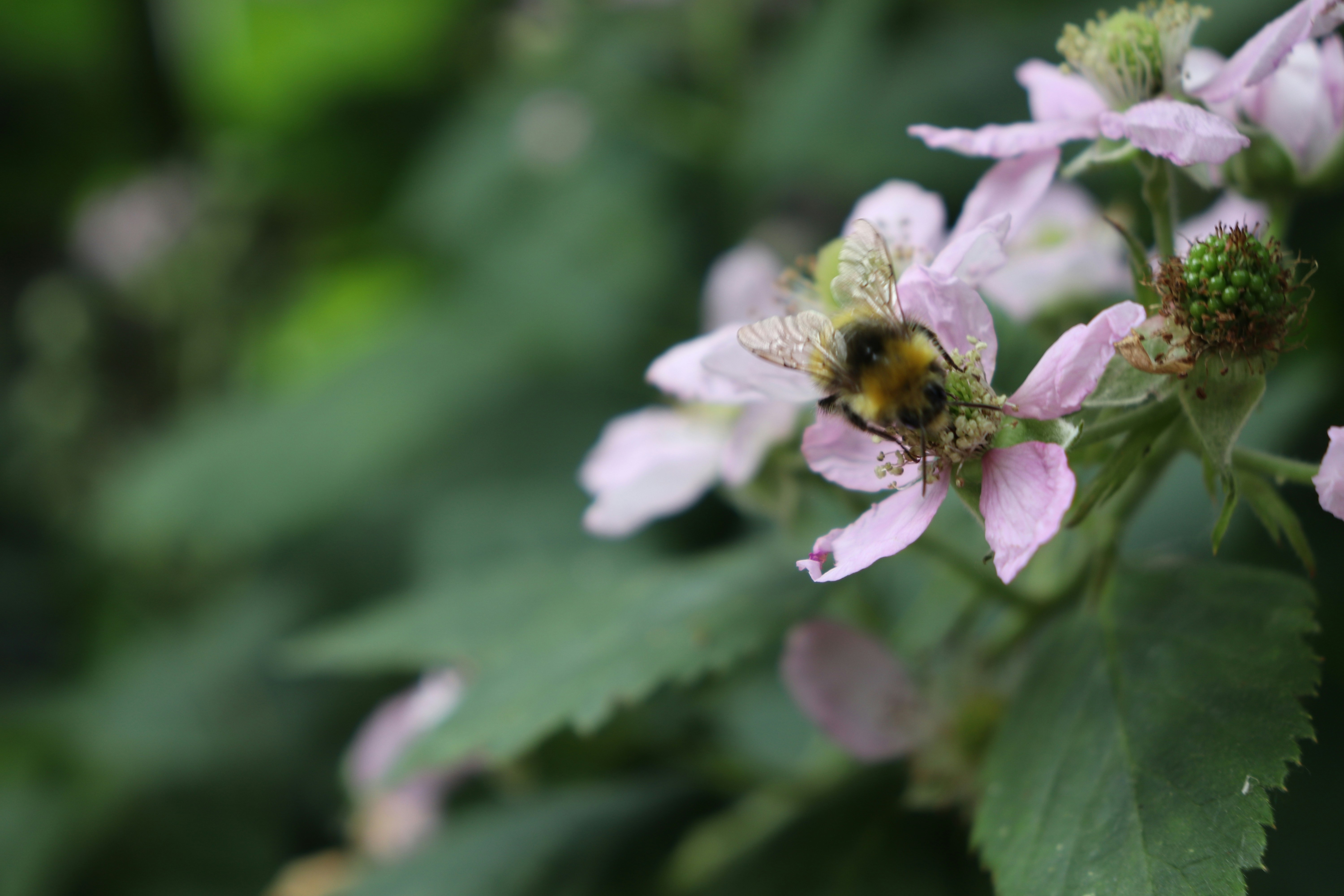 Eine Biene auf einer Blume