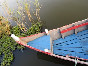 A wooden boat with blue and red painted boards is moored in a body of water. Nearby, some green aquatic plants and tall, thin reeds grow along the water’s edge.