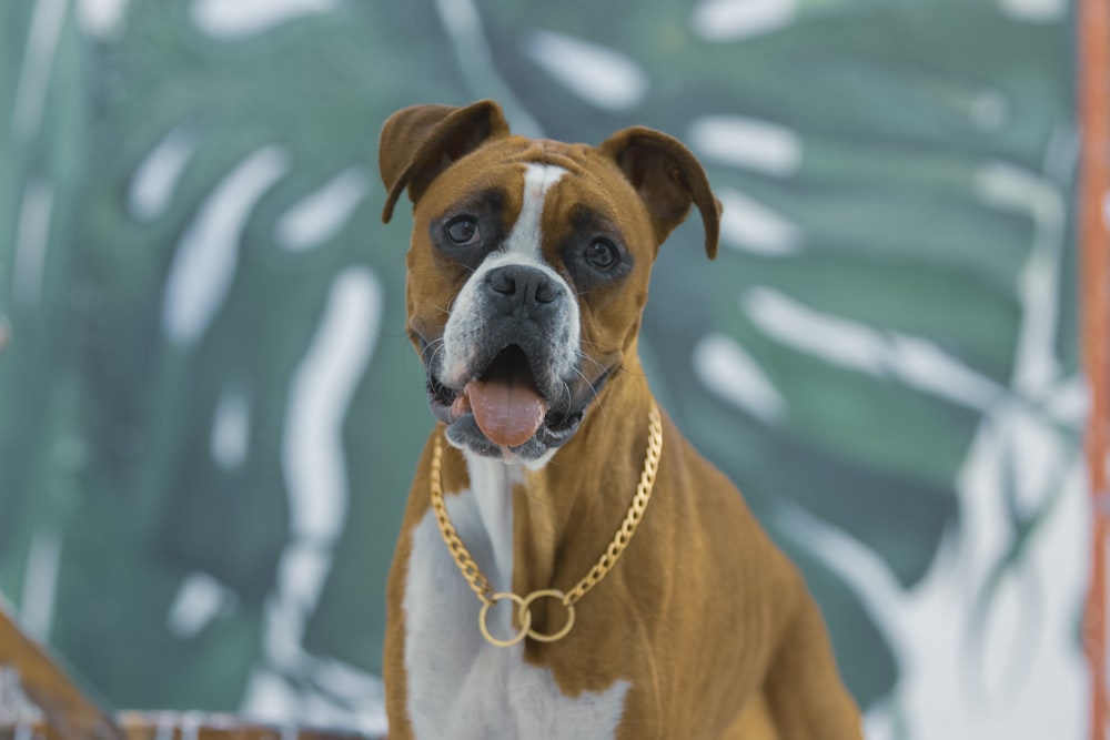a dog with a chain