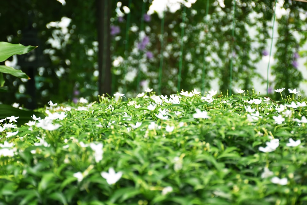 a group of flowers