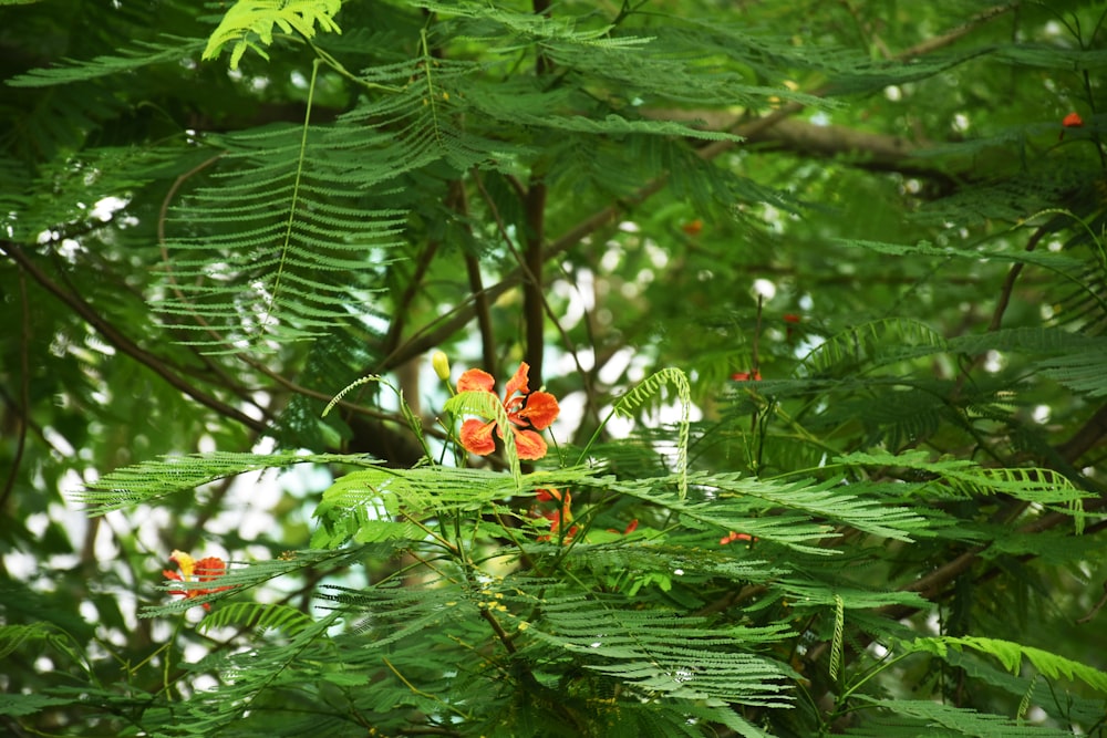 Un groupe de fleurs dans un arbre
