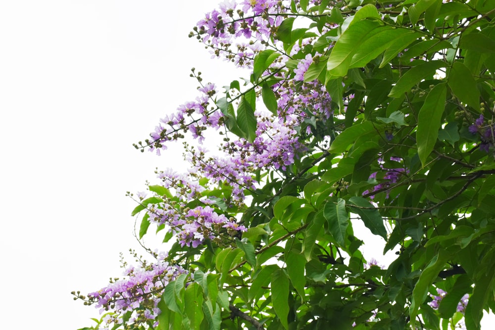 un albero con fiori viola