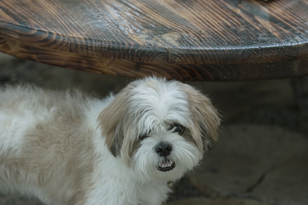 a dog under a bench