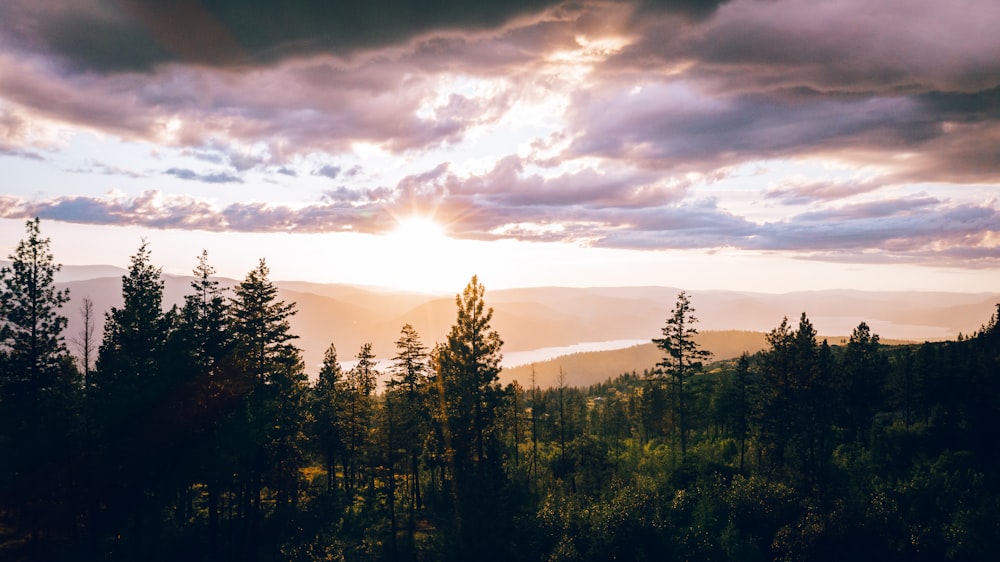 a forest with a sunset