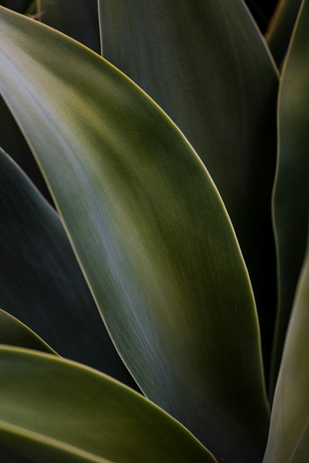 close up of a plant