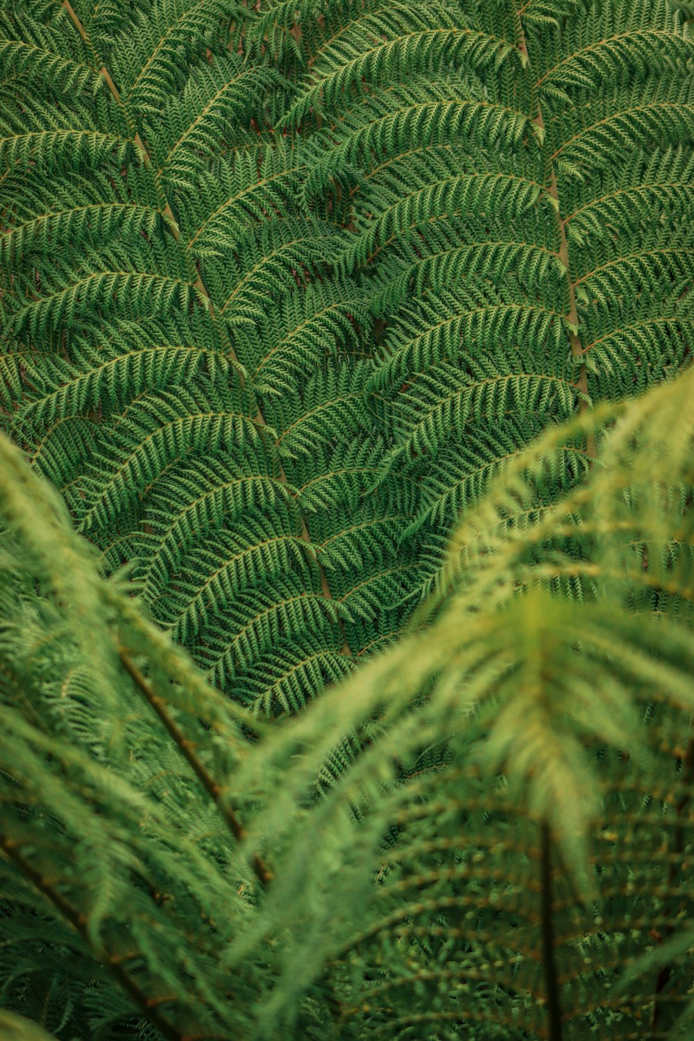 a close up of a plant