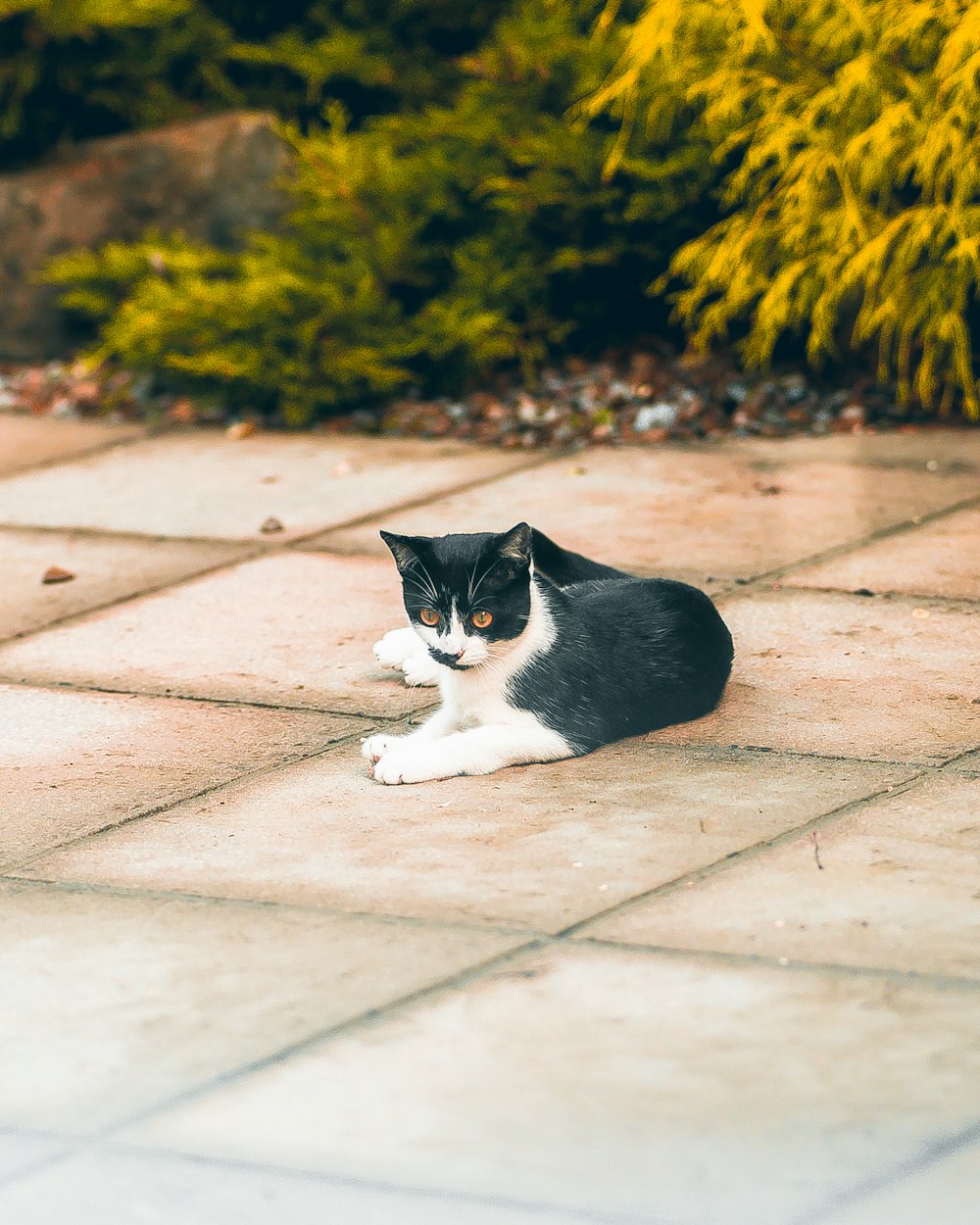 a cat lying on a sidewalk