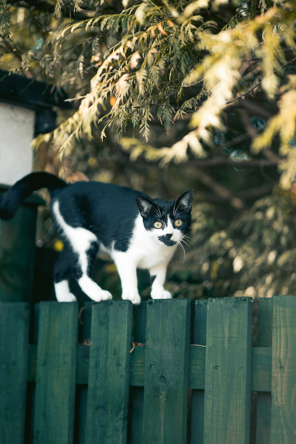 a cat on a fence