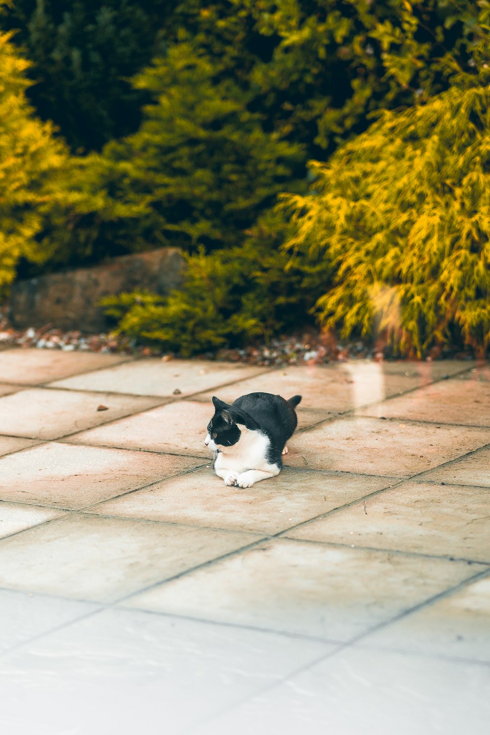 a black and white cat sitting on a sidewalk