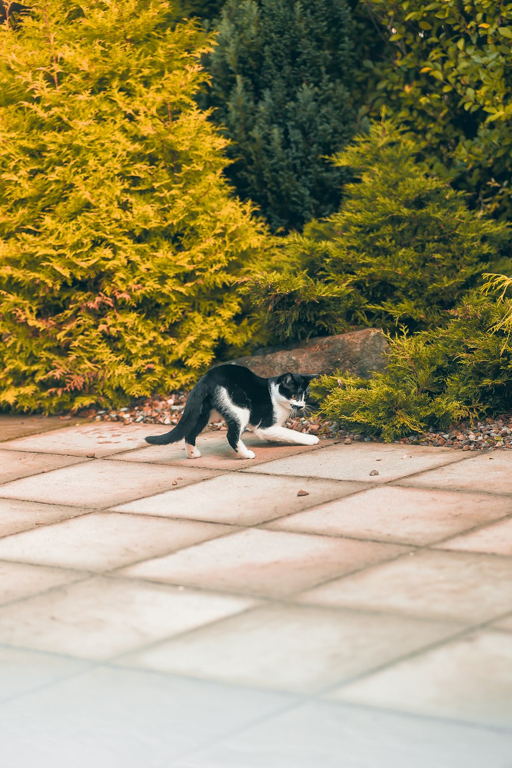 a cat walking on a sidewalk