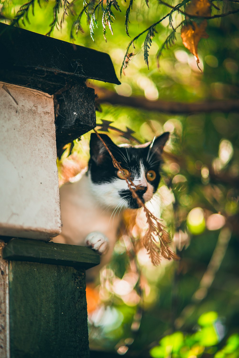 a cat on a post