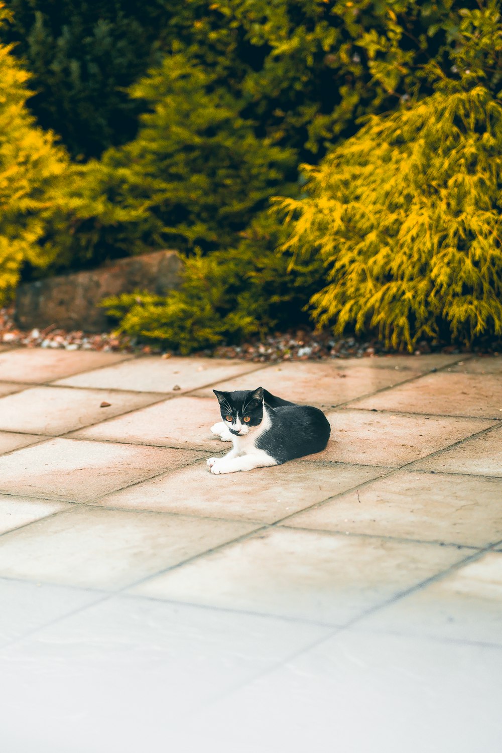 a cat lying on a sidewalk