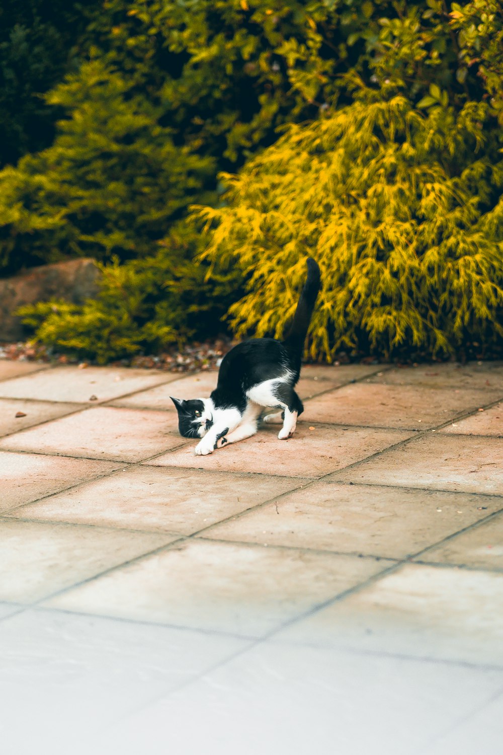 a cat and a dog playing