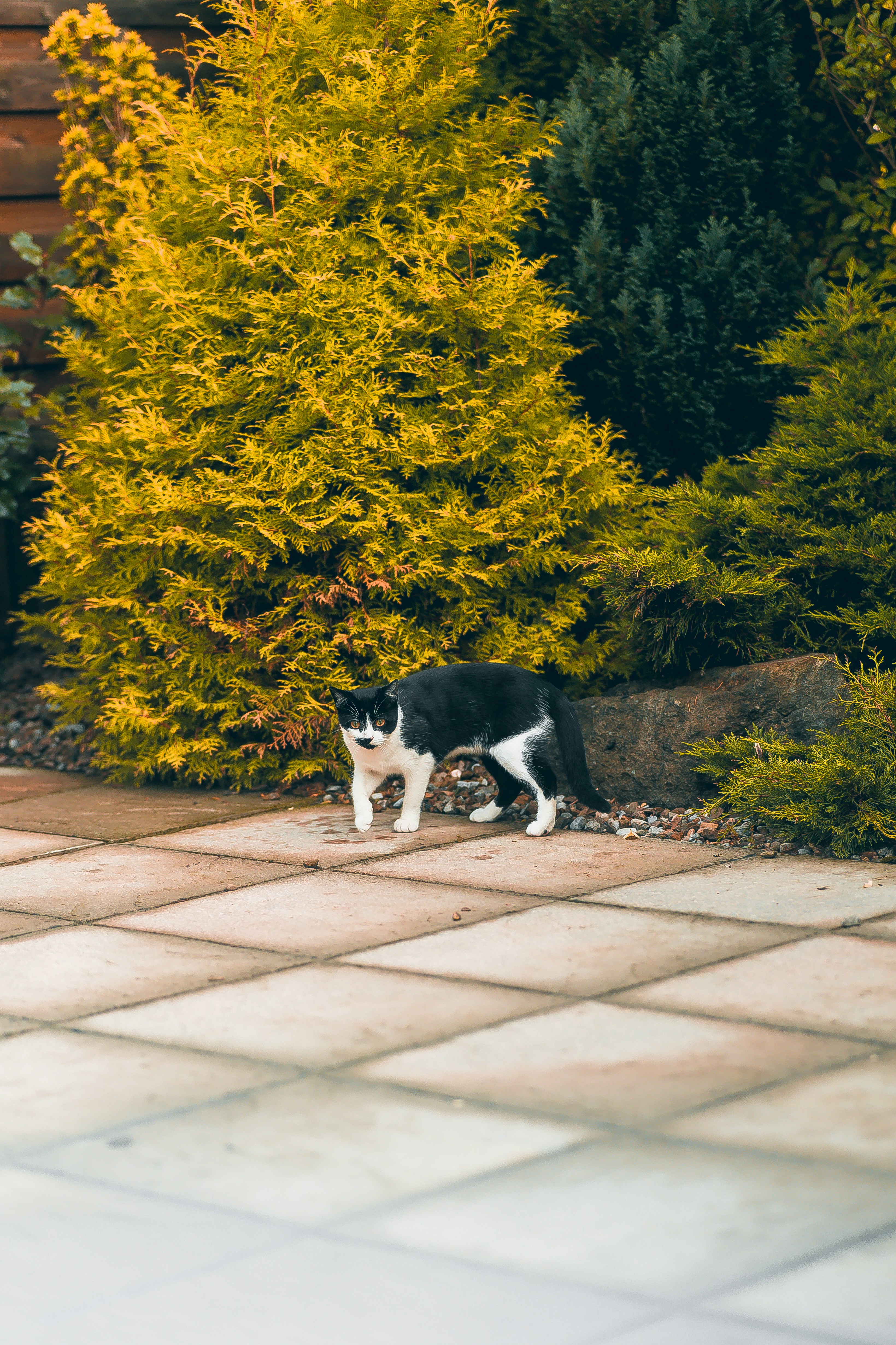 a cat walking on a brick path