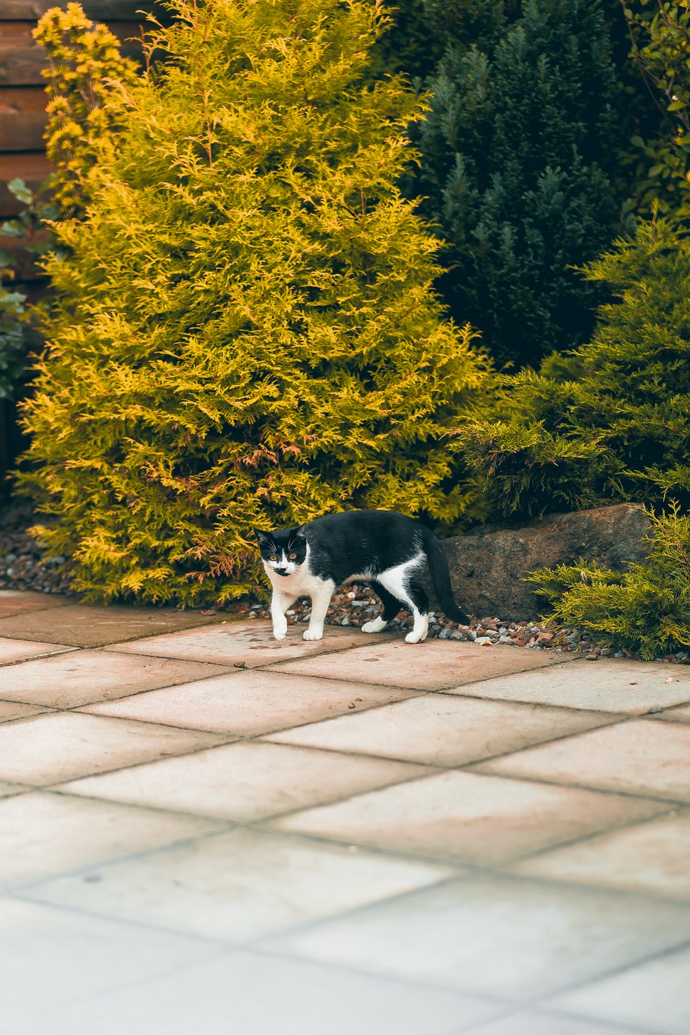 a cat walking on a brick path