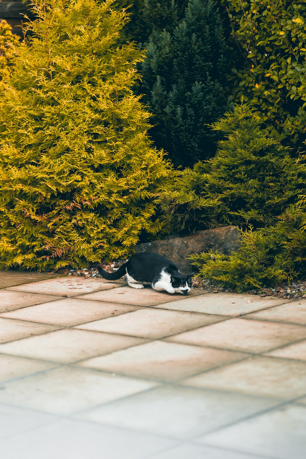 a cat walking on a brick path