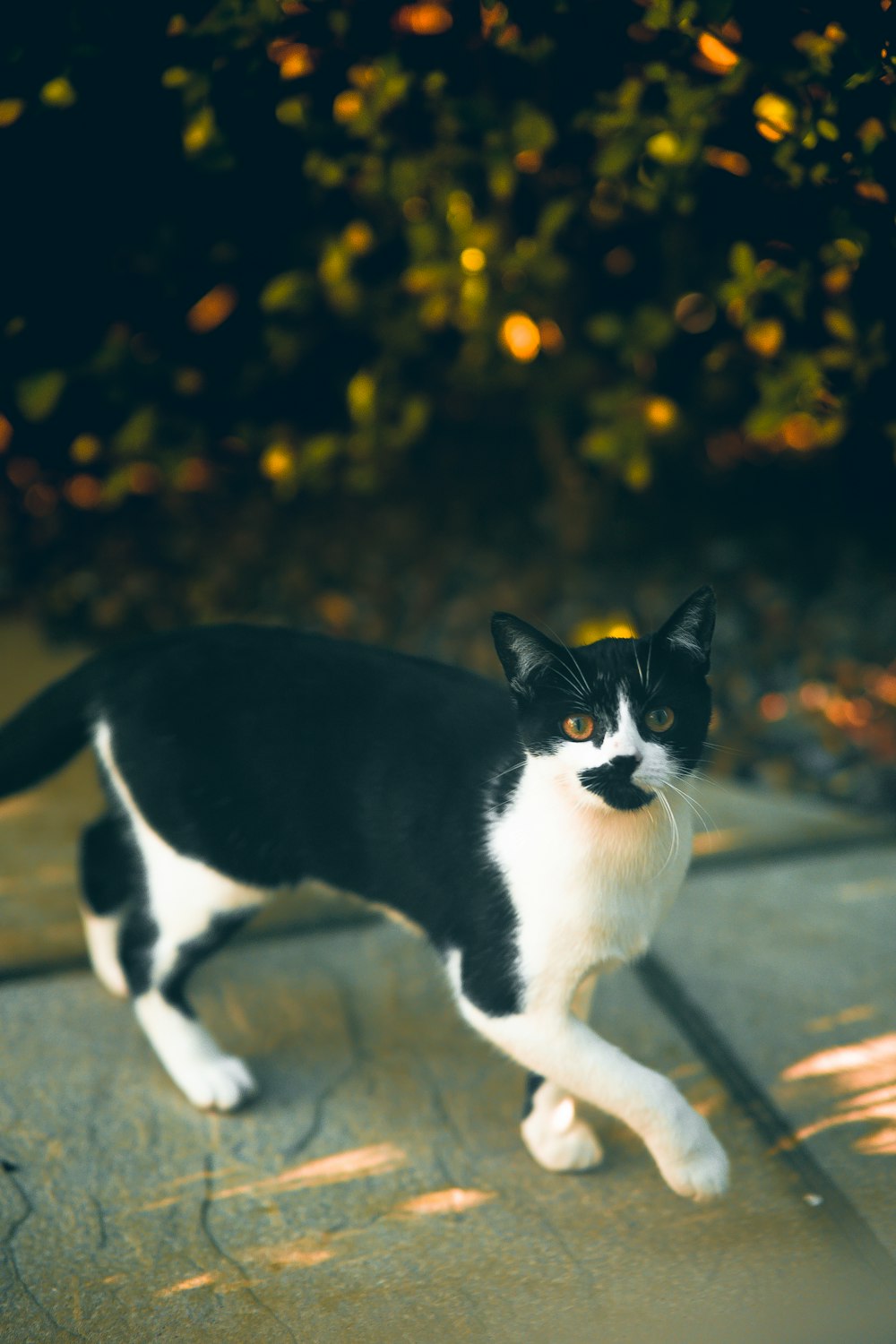 a black and white cat