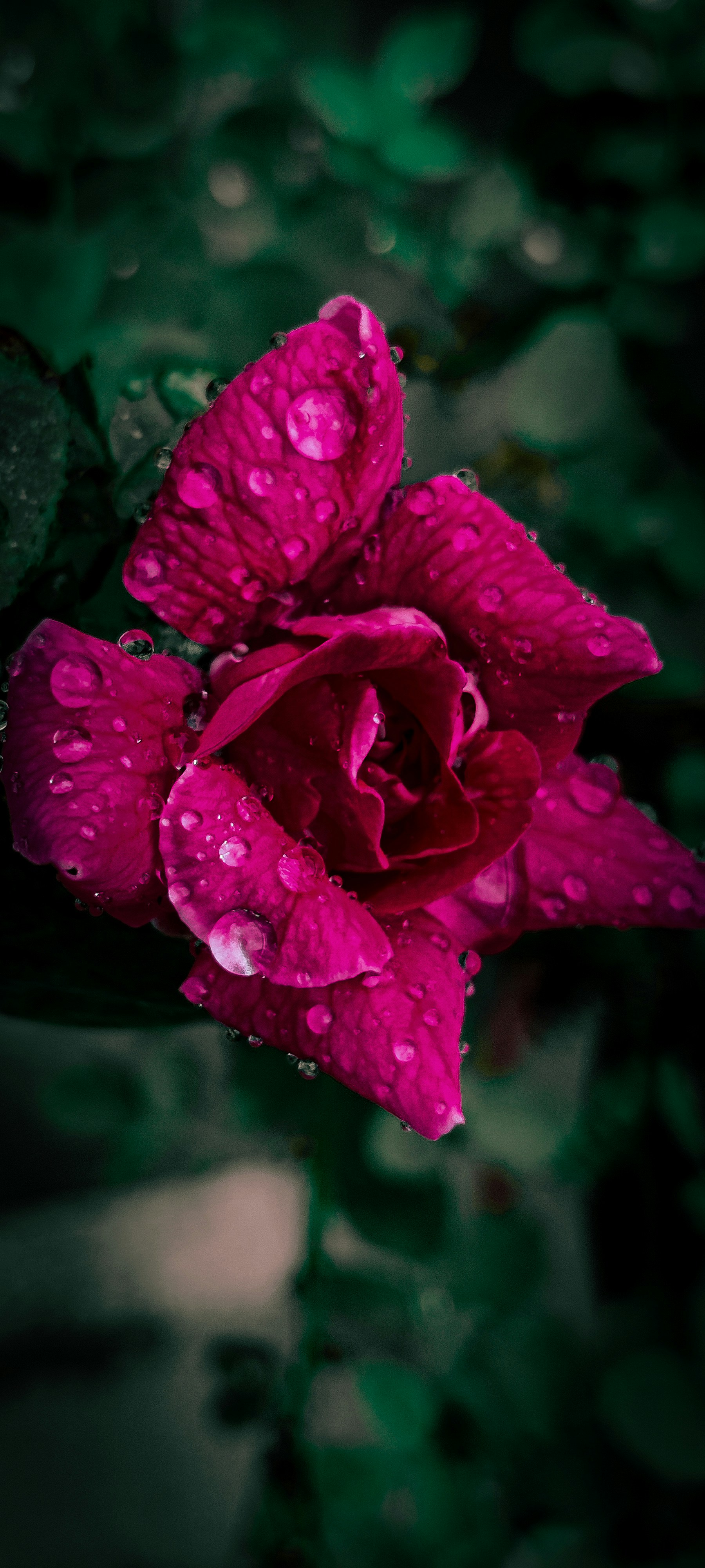 a close up of a flower