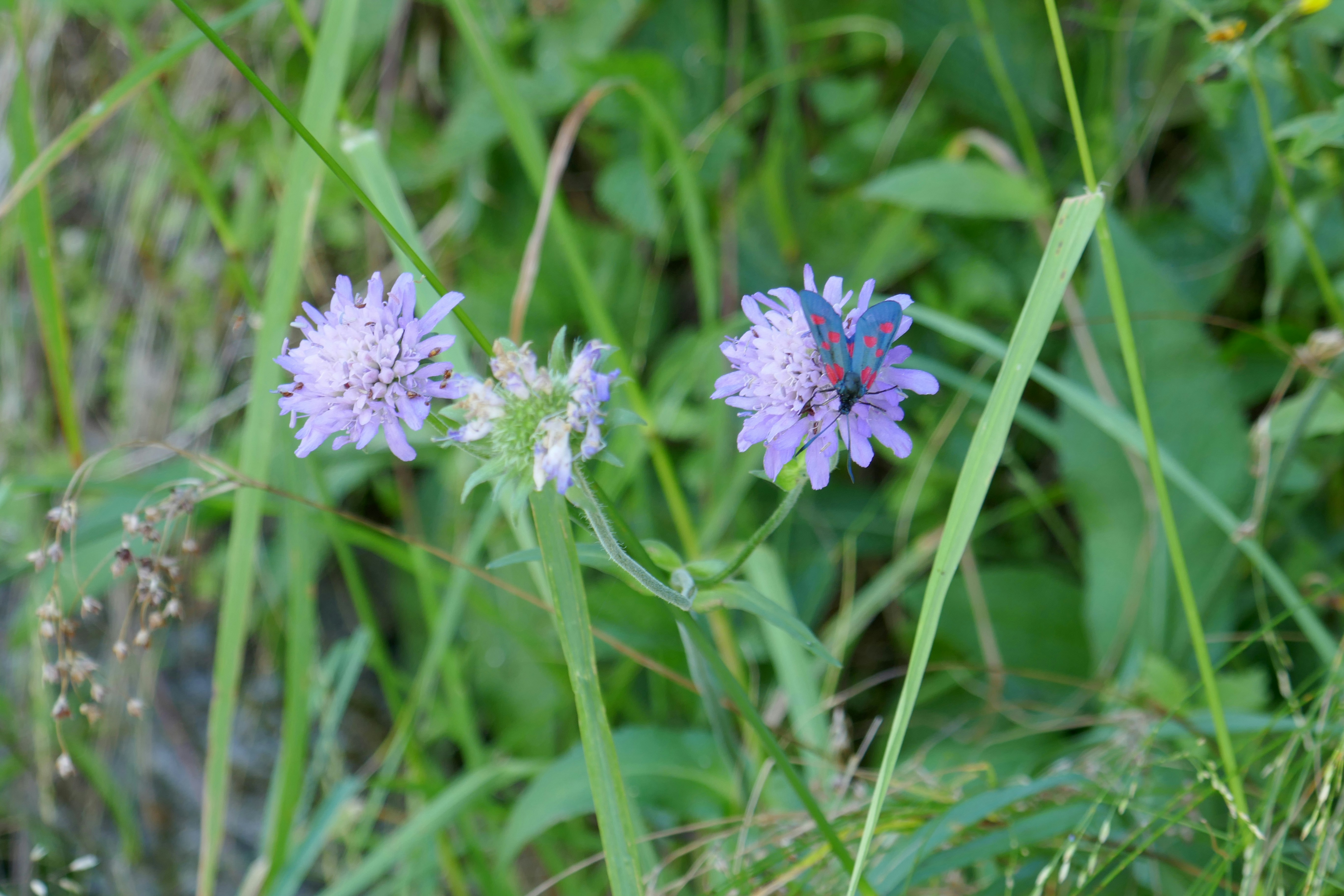 Scabiosa