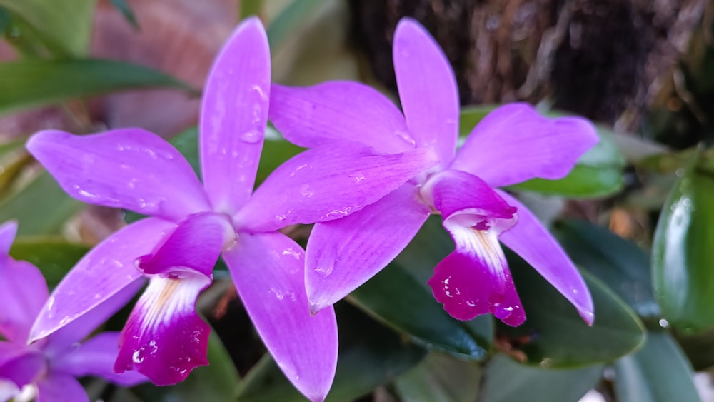 a close up of a purple flower