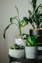 a group of potted plants