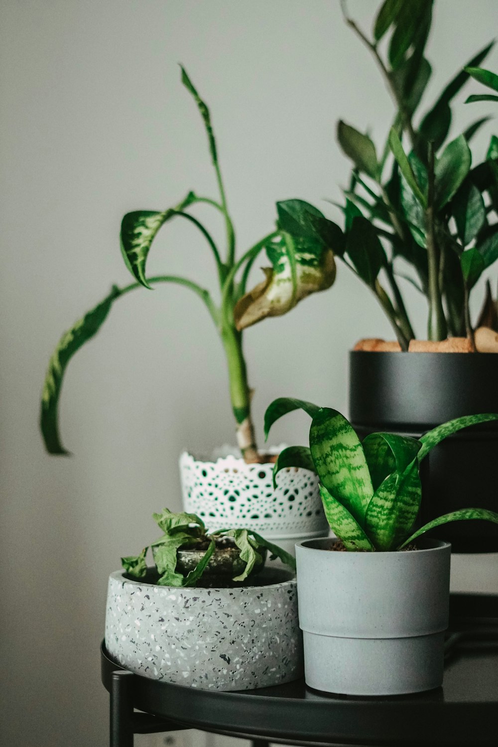 a group of potted plants