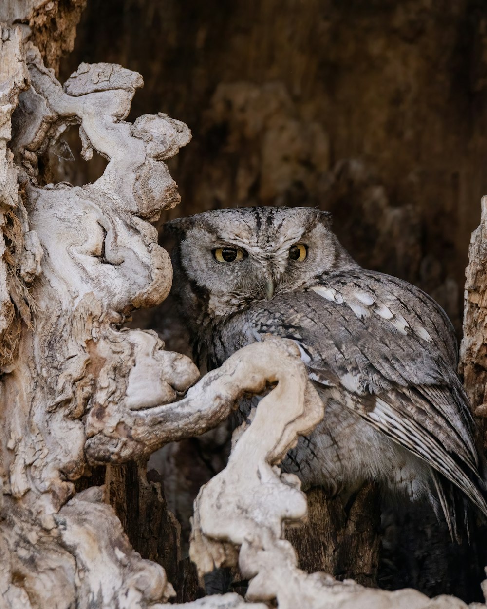 an owl in a tree