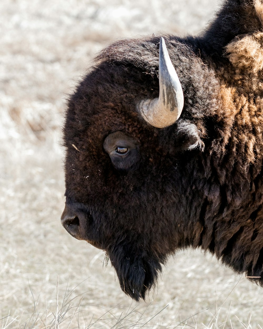 a close up of a buffalo