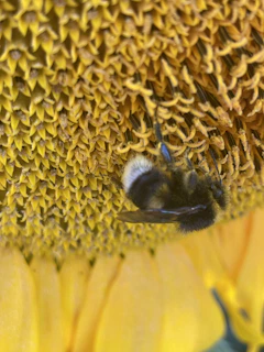 Honey bees busily working on a bright yellow sunflower in the vegetable garden.