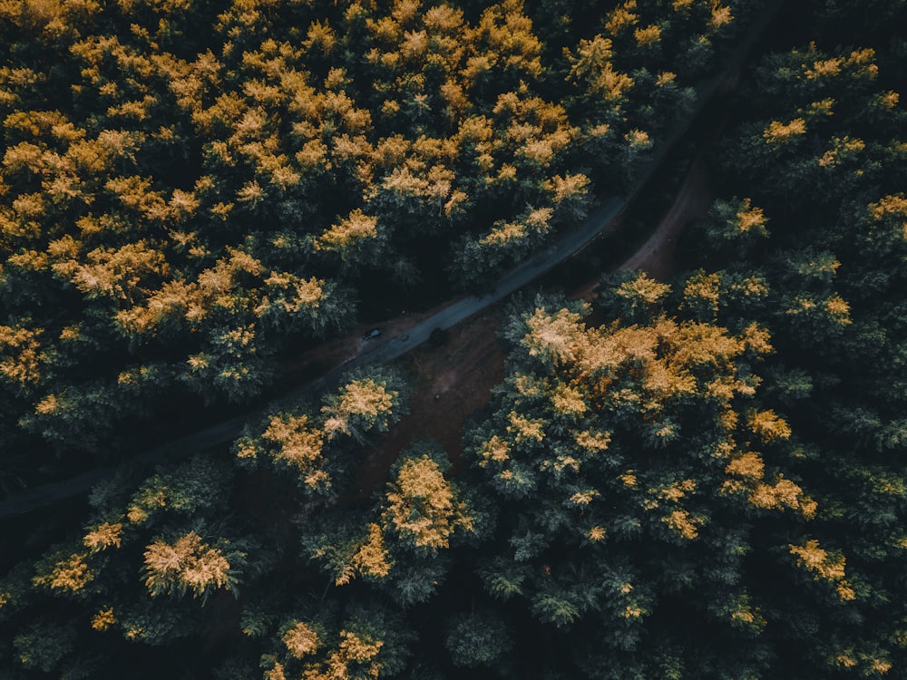 a river with trees around it