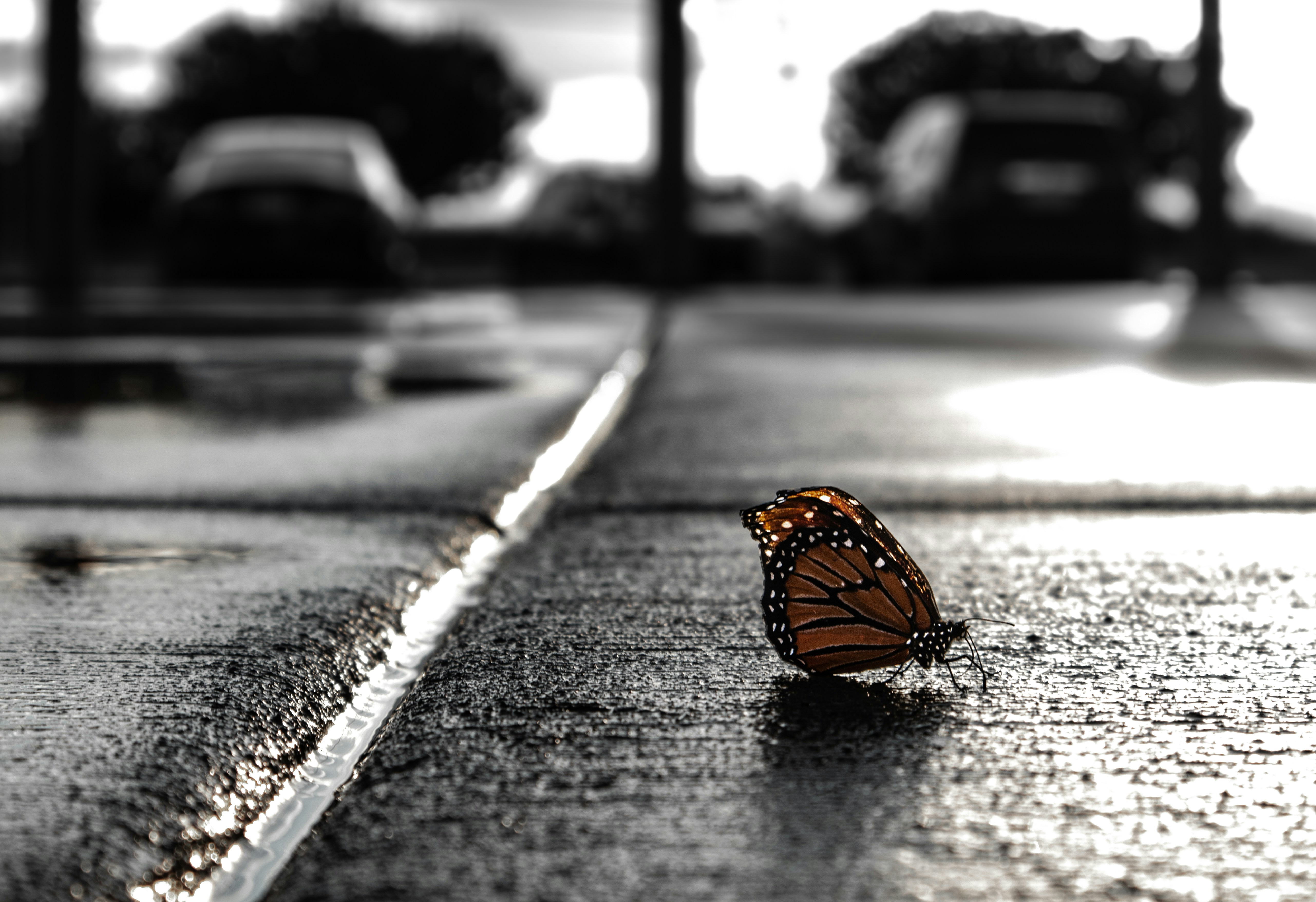 butterfly door car wallpaper, wallpaper, Toyota Sera: A Look at the Butterfly Door Hatchback 4